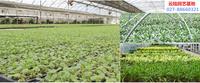 武汉同城绿植鲜花盆栽