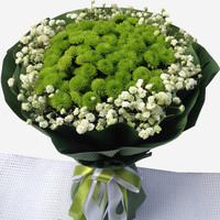 小雏菊菊花