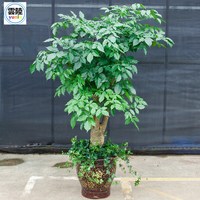 幸福树