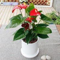 小红掌
