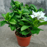 小栀子花