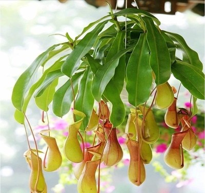 猪茏草食虫植物