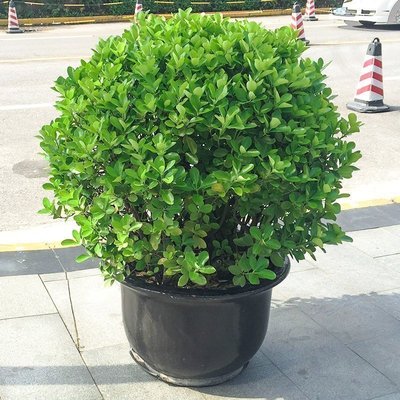 冬青球