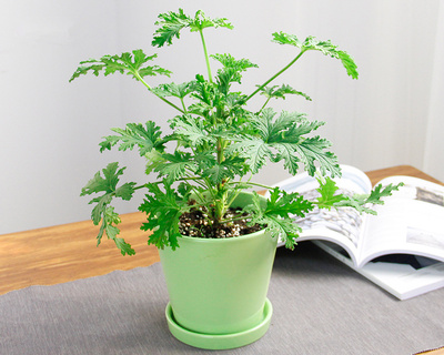 驱蚊草盆栽