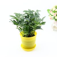 绿植墙专用鸭脚木