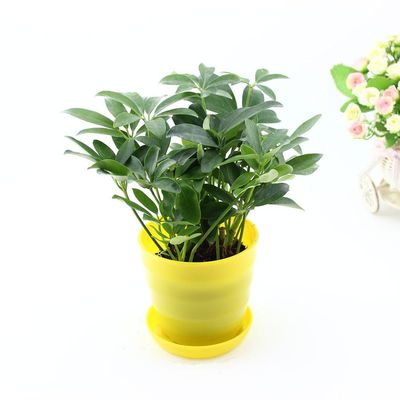 绿植墙专用鸭脚木
