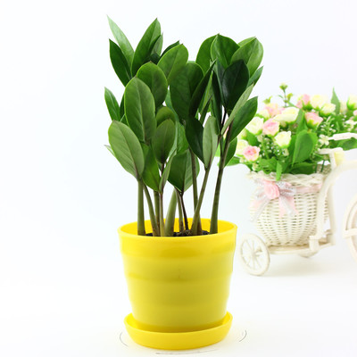 小金钱树龙凤木