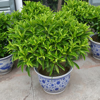 非洲茉莉