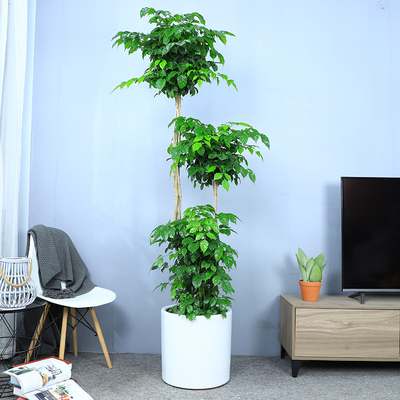多层造型绿宝