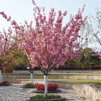 樱花树