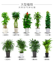 武汉植物租摆