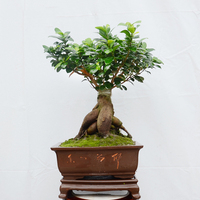 小叶榕树