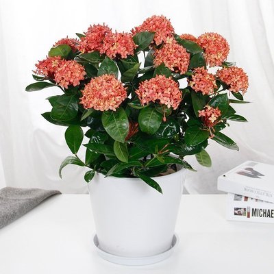 龙船花（仙丹）