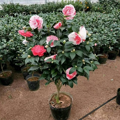 茶梅